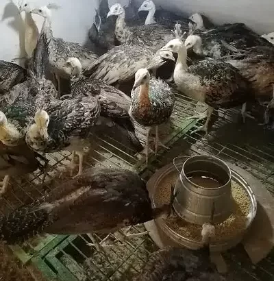 Asia peacock for sell in Dina