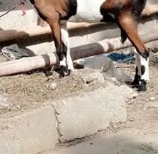 teddy goat for sale in karachi