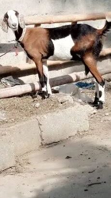 teddy goat for sale in karachi