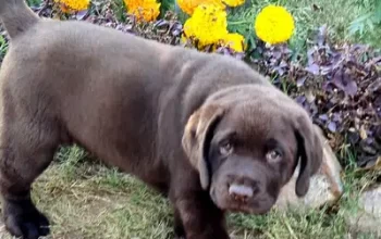 Chocolate Labrador puppy sell Taramrri, Islamabad