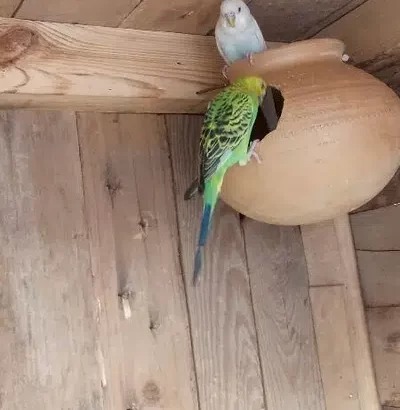 5 budgies breeder pairs sell in Multan