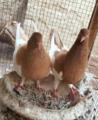 Israili khaal Breeder pair. . . for sale in multan