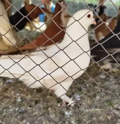 White King Male pigeon sell in Khanewal