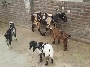 bakri and three baby sell in Dina