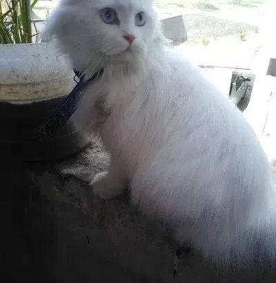 Persian cat for sale in Dina