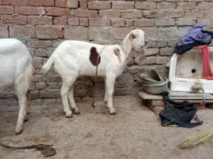 1 bakra for sale in Multan