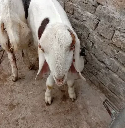 1 bakra for sale in Multan