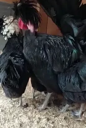 Hen Black Polish White Crest in Kasur