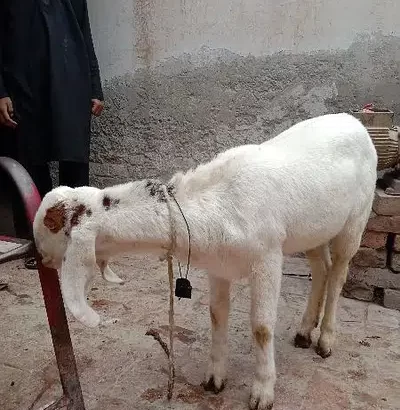 1 bakra for sale in Multan