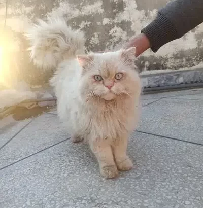 Persian Cat Male Triple coated blue eyes