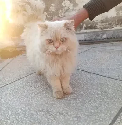 Persian Cat Male Triple coated blue eyes