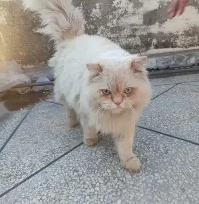 Persian Cat Male Triple coated blue eyes