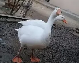 Duck pair for sale in Islamabad Expressway,