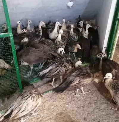 Peacock Black blue in Gojra