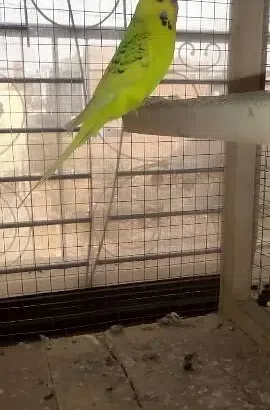 Australian parrots with chiks sell in Multan