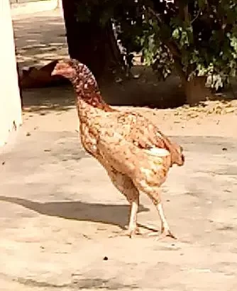 armoha aseel hen for sell in Kasur