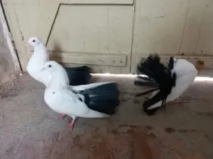 BLACK TAIL Pigeon sell in Multan