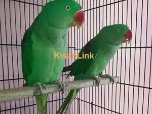 Raw parrot pair sell in Jhang Syedan, Islamabad