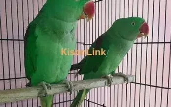 Raw parrot pair sell in Jhang Syedan, Islamabad