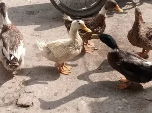 Ducks for sale in Dina