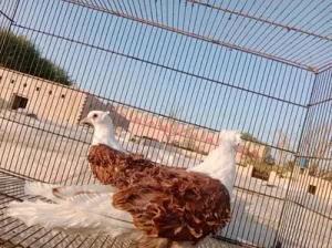 frilback pigeon for sell in Khanewal