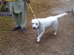 white male labrador for sale in Sialkot