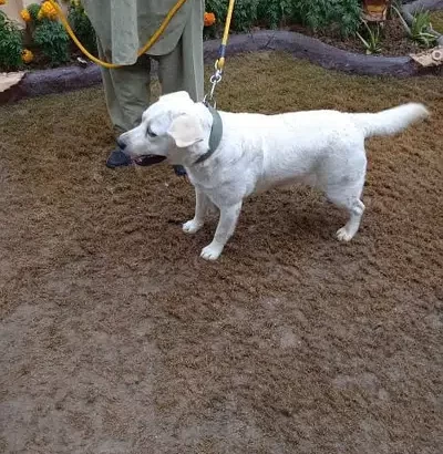 white male labrador for sale in Sialkot