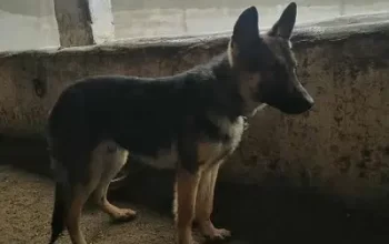 German Shepherd dog for sale in Chakwal