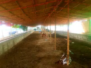 Dairy and Cattle Farm for Sale )