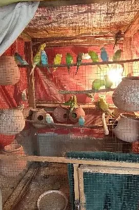 Australian parrots for sell in Gojra