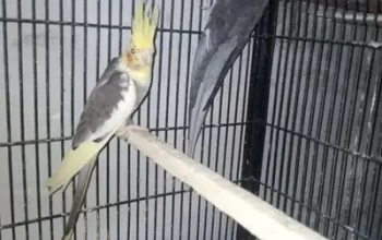 cocktails birds parrots for sale in Gujranwala