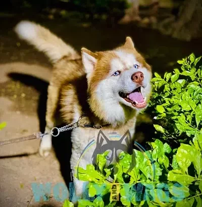 Husky Dog For sale in Chakwal