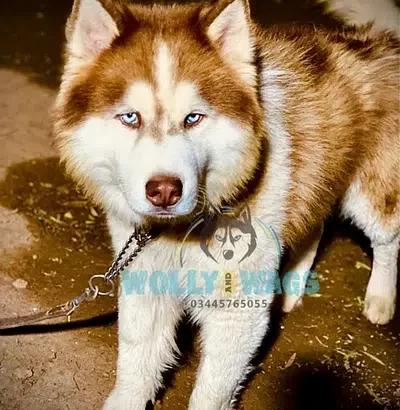 Husky Dog For sale in Chakwal