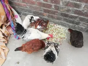 Hens sale in Sialkot