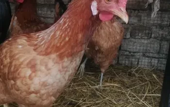 golden hens for sale egg laying sell in Islamabad