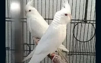 Eno cocktail 2 male for sale in Faisalabad