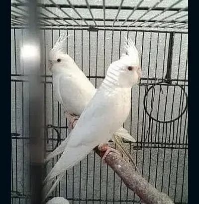 Eno cocktail 2 male for sale in Faisalabad