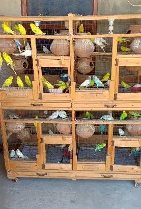 Australian birds for sale in Faisalabad