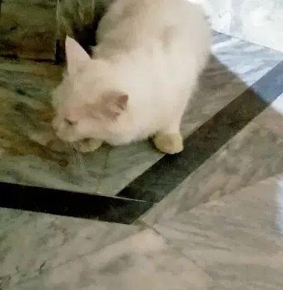 Persian cat for sale in Sialkot