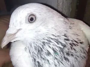 Pigeon for sale in Sialkot