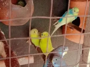 Australian parrots for sale in Narowal