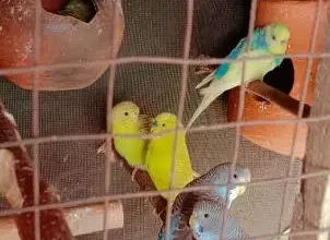 Australian parrots for sale in Narowal