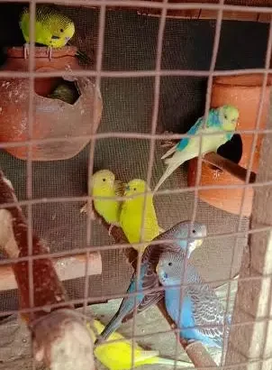 Australian parrots for sale in Narowal