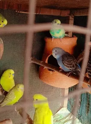 Australian parrots for sale in Narowal