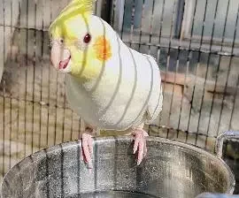 Cockatiel 4 breeder pair’s sell in(Parrot) Narowal