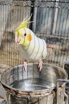 Cockatiel 4 breeder pair’s sell in(Parrot) Narowal