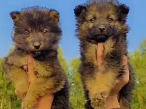 German Shepherd female puppies sell in Islamabad