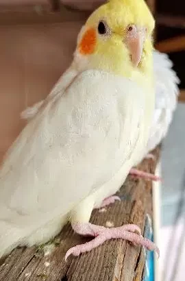 Cockatiel 4 breeder pair’s sell in(Parrot) Narowal