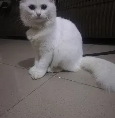 Persian Cat available in Sialkot