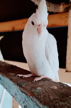 Cockatiel 4 breeder pair’s sell in(Parrot) Narowal